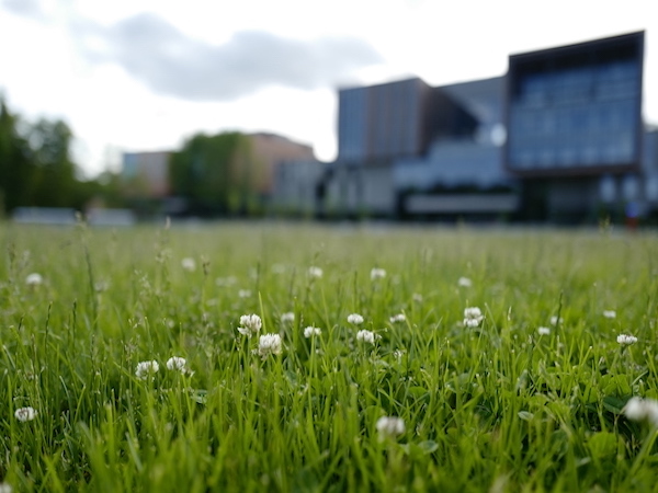 White clover in Mississauga, ON, CAN